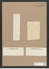 Pleurosigma sp. (de-Toni-Nr.: Genus 13) Zeichnungen Sammlung Grunow Nr. 2170 (NHMW-BOT-W0369232)